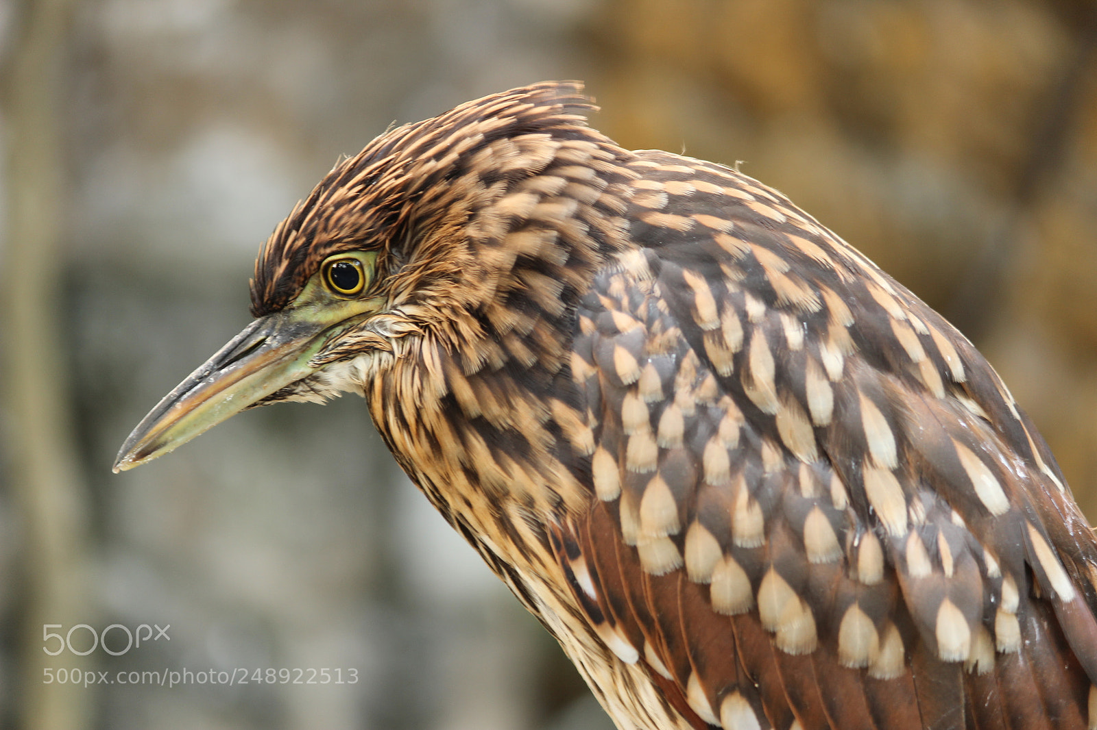 Canon EF-S 55-250mm F4-5.6 IS II sample photo. Bird eye view photography