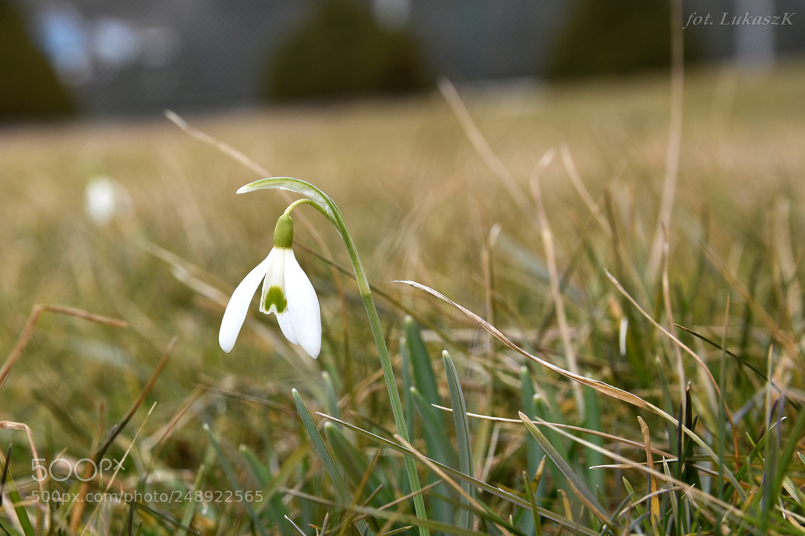Nikon D7200 sample photo. Springflower1 photography
