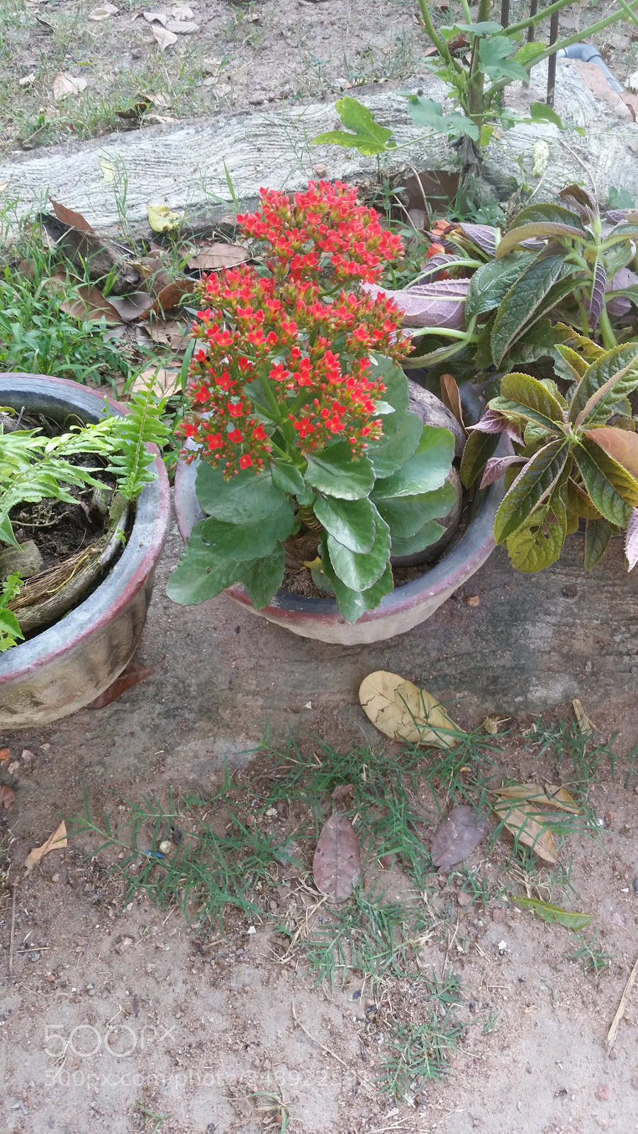 Samsung Galaxy S5 sample photo. Govi flowers photography