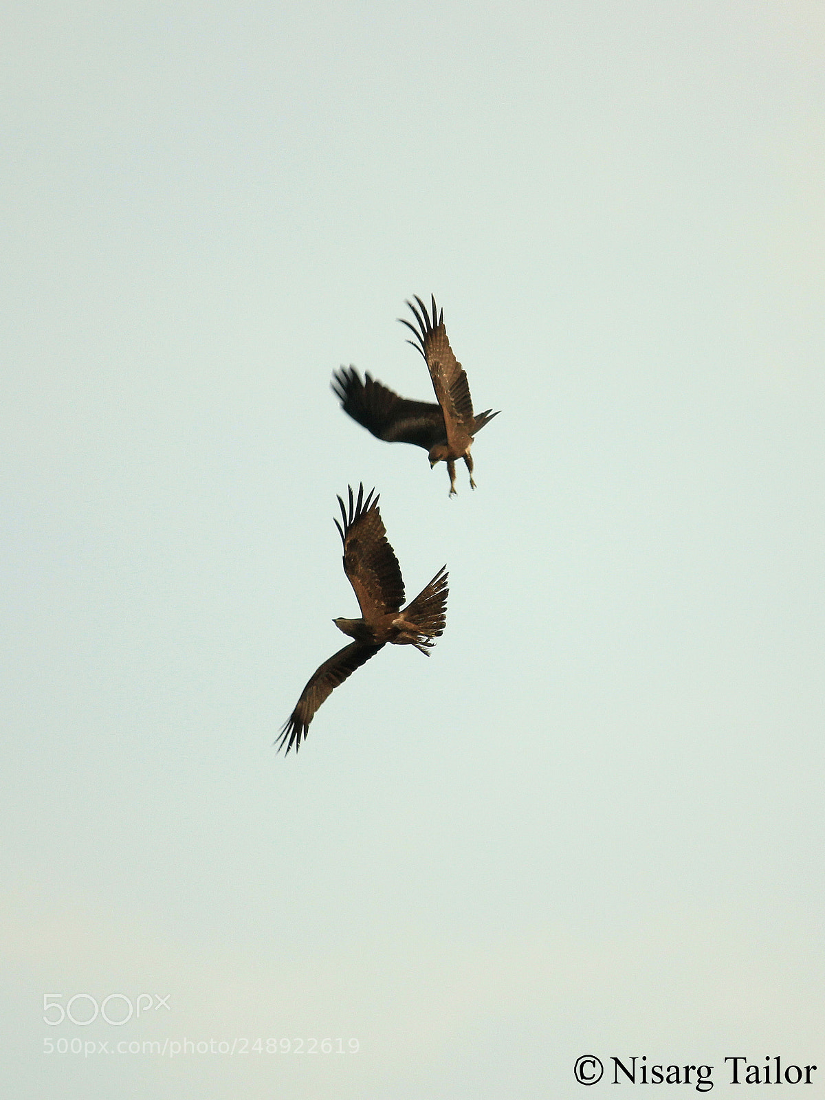Canon EOS 550D (EOS Rebel T2i / EOS Kiss X4) sample photo. 2 eagles photography