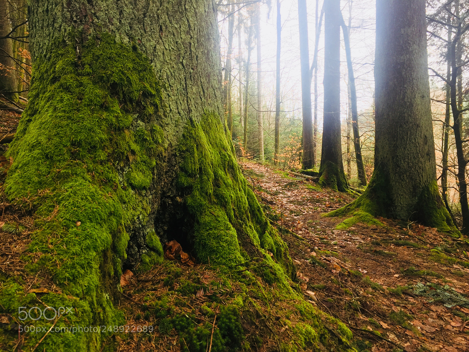 Apple iPhone 6 sample photo. Morning in the forrest photography