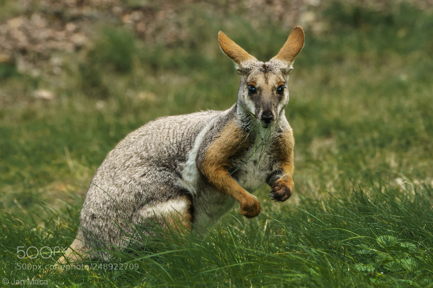 Sony ILCA-77M2 sample photo. Wallaby on the green photography