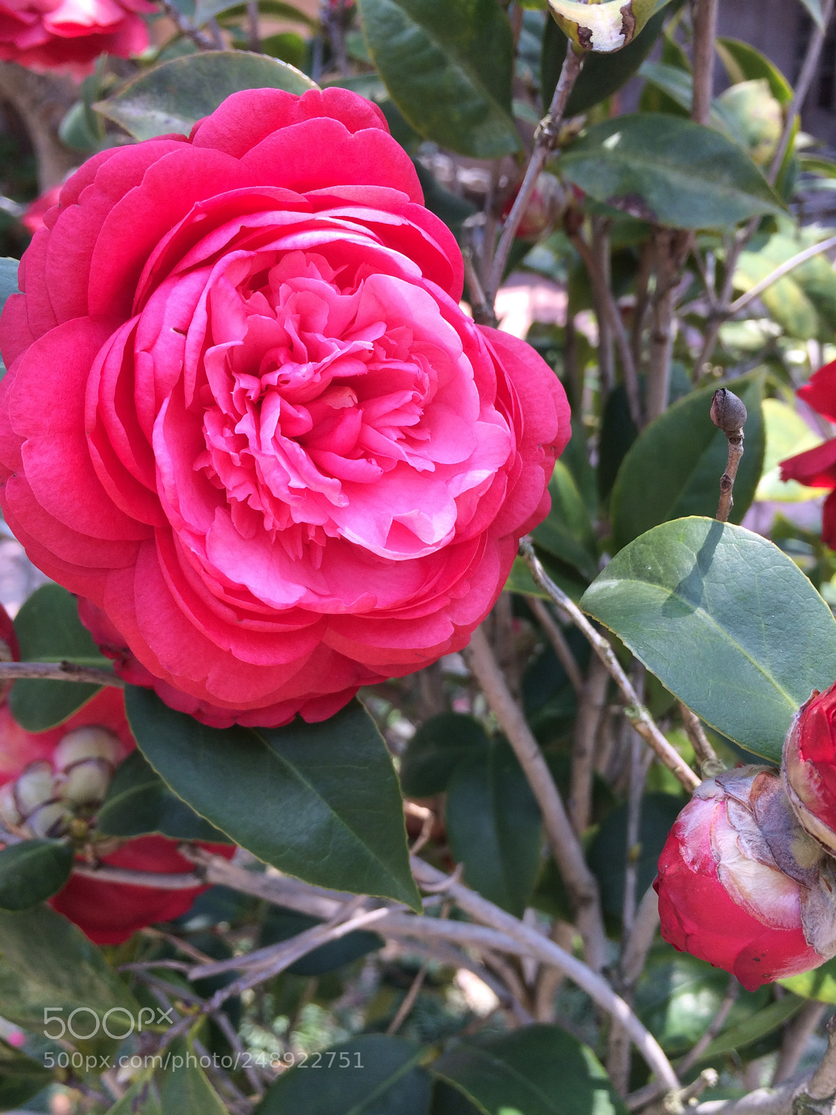 Apple iPhone 5s sample photo. Camellia photography