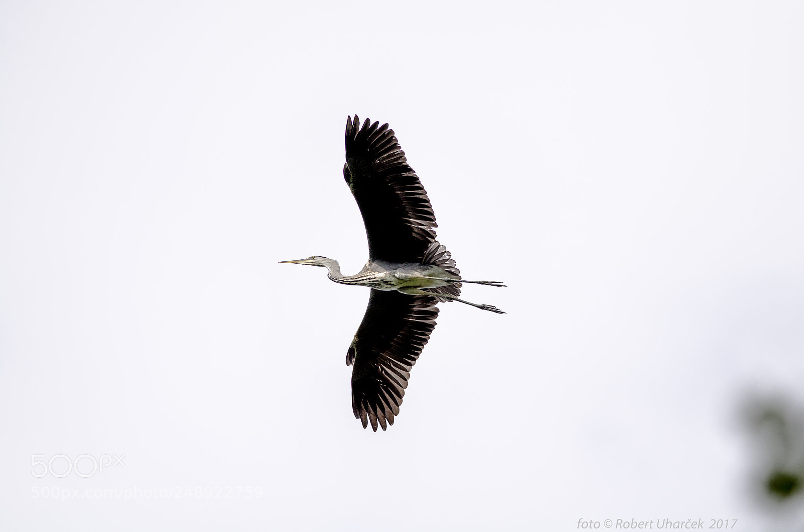 Nikon D7000 sample photo. Volavka popelavá (ardea cinerea) photography