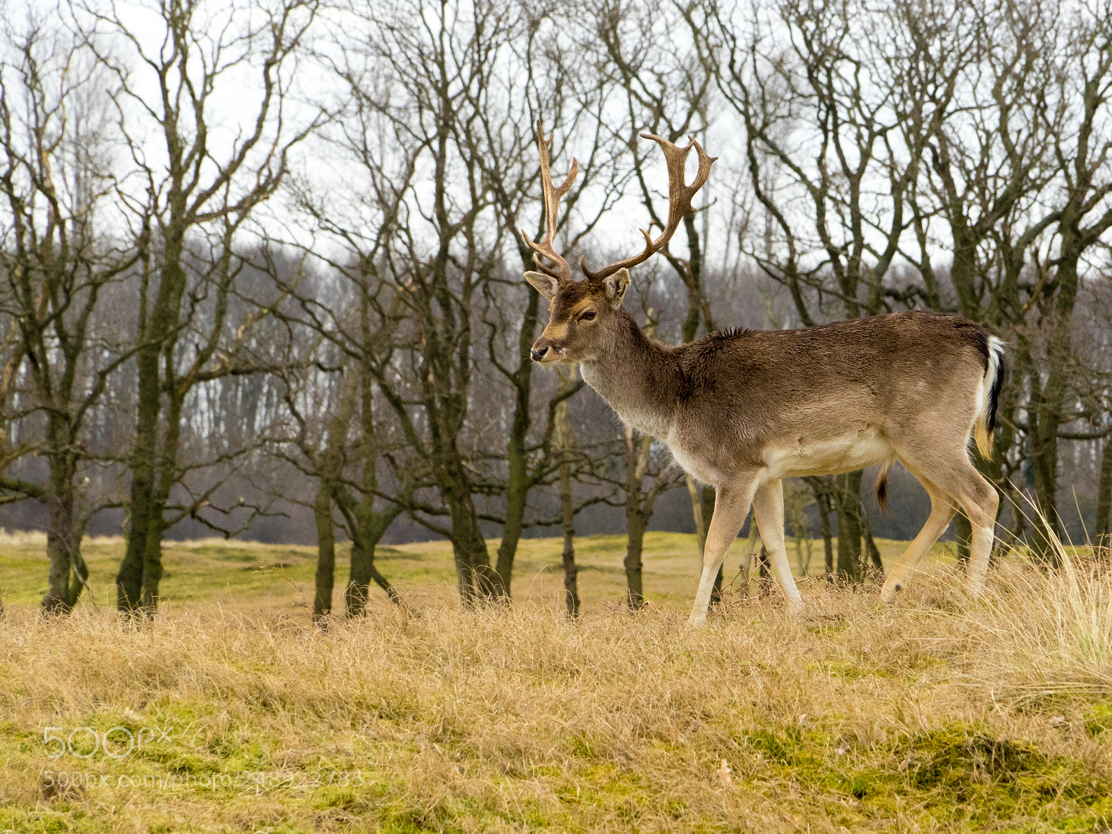 Sony a7 II sample photo. Oh deer photography