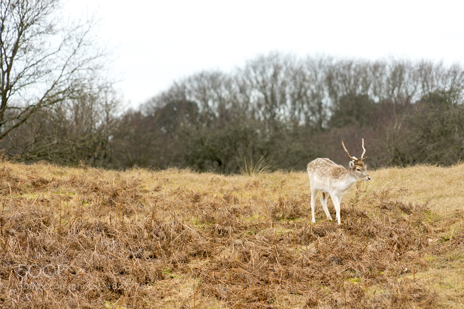 Sony a7 II sample photo. Oh deer photography