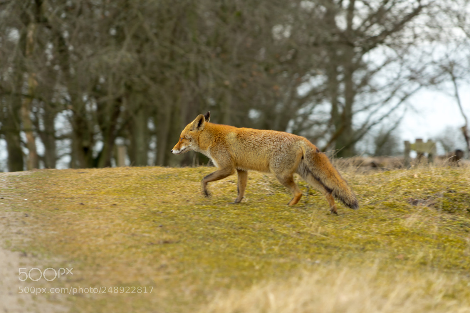 Sony a7 II sample photo. Amsterdam fox photography