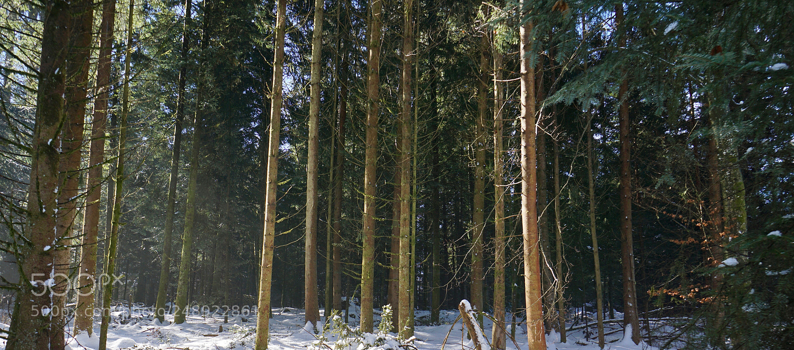 Sony a6000 sample photo. Wintercolors photography