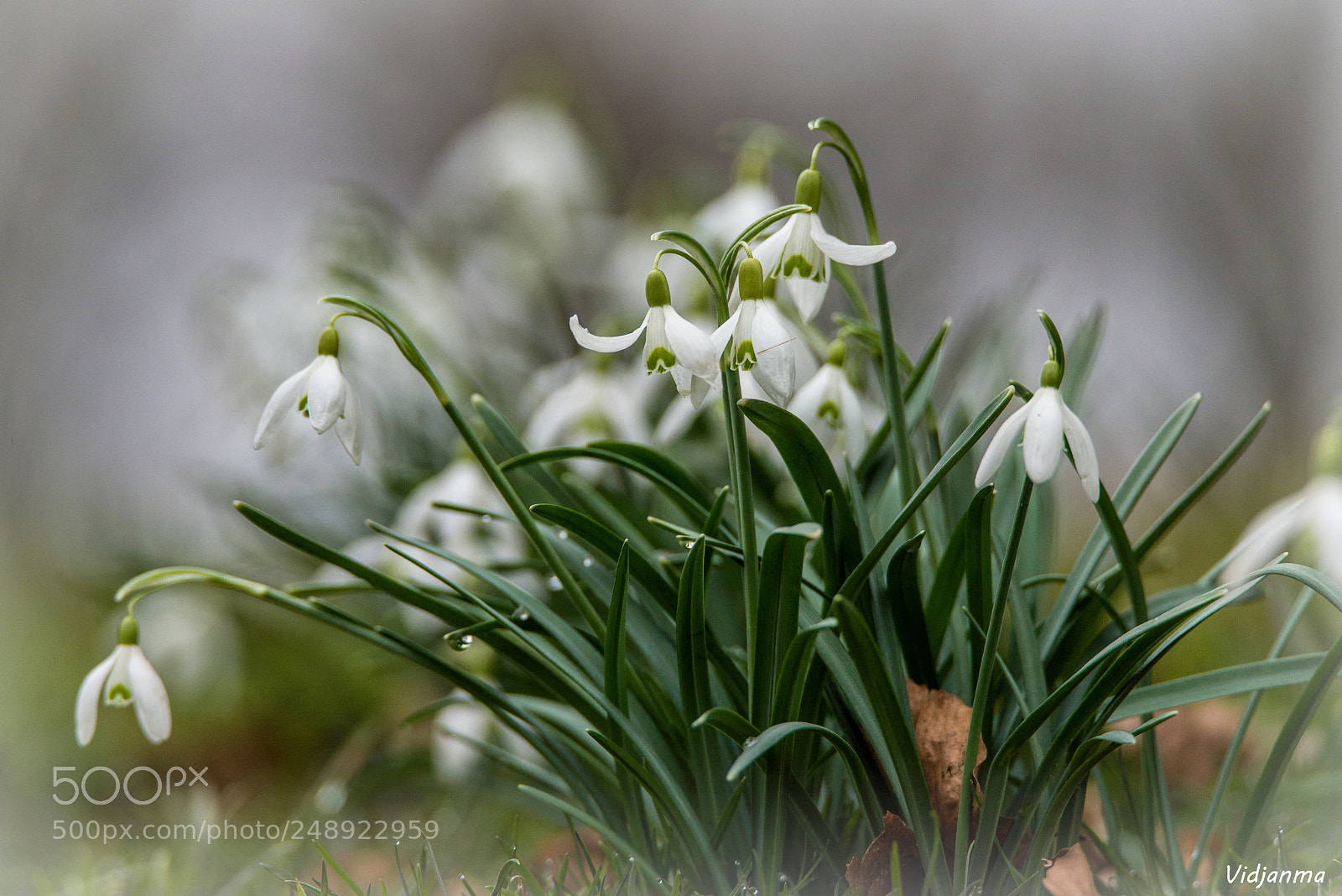 Nikon D610 sample photo. Snowdrop photography