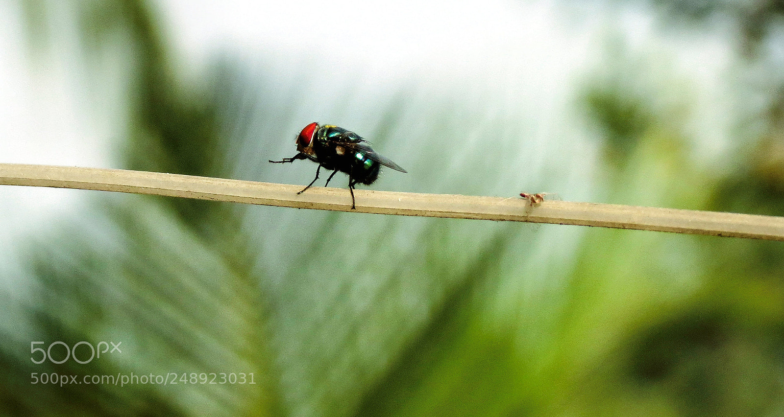 Canon PowerShot SX40 HS sample photo. Fly photography