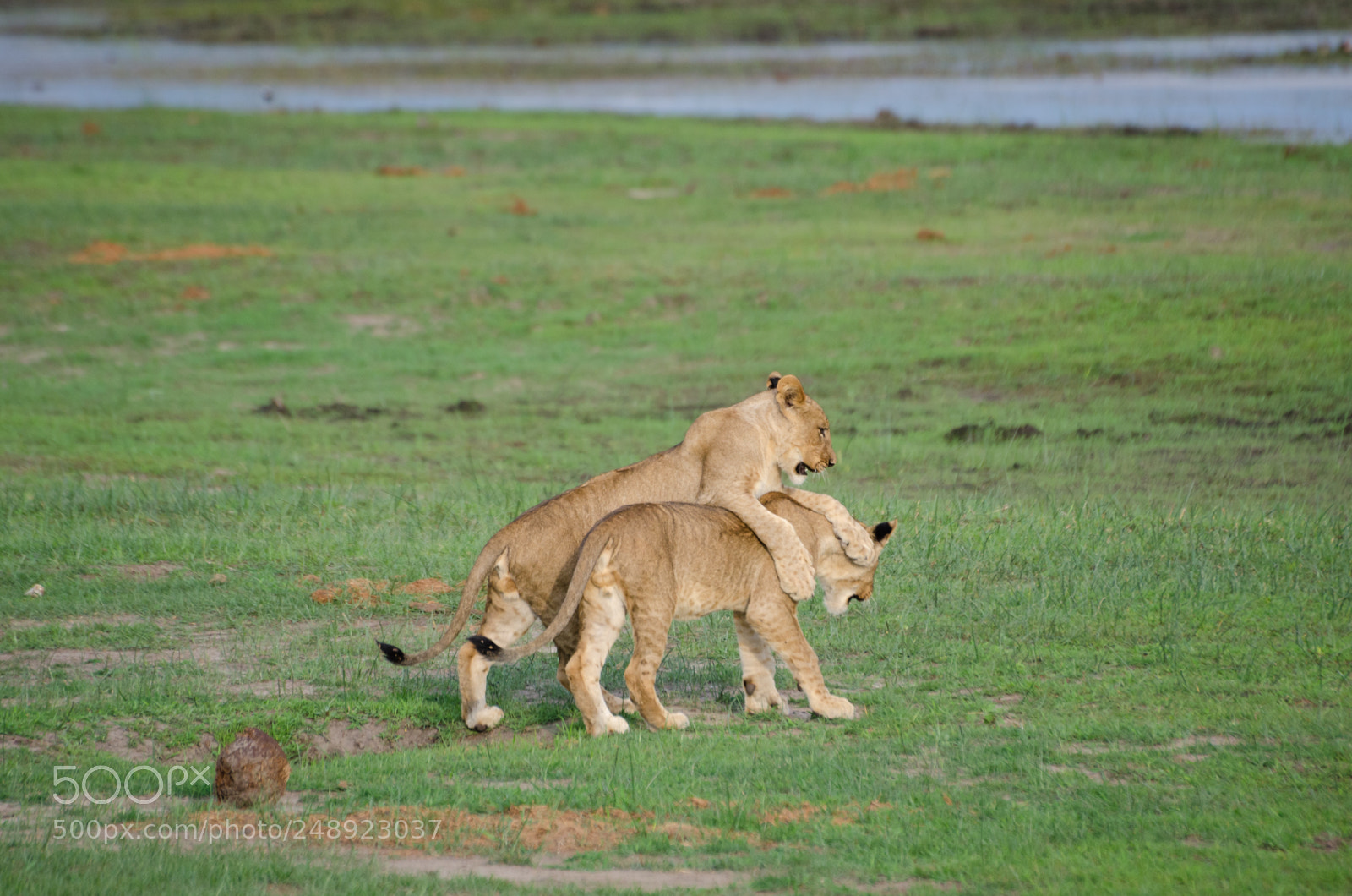Nikon D7000 sample photo. Lion cubs photography