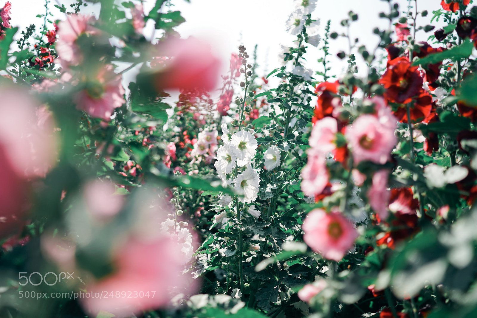 Sony a7R II sample photo. Hollyhock photography