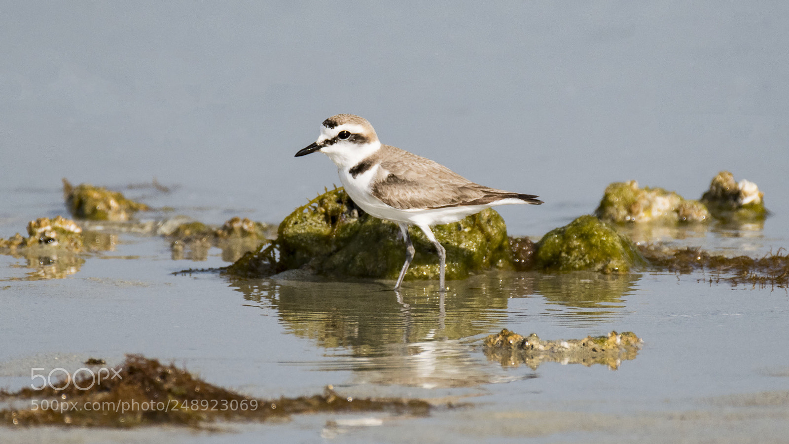 Nikon D500 sample photo. Kentish plover photography