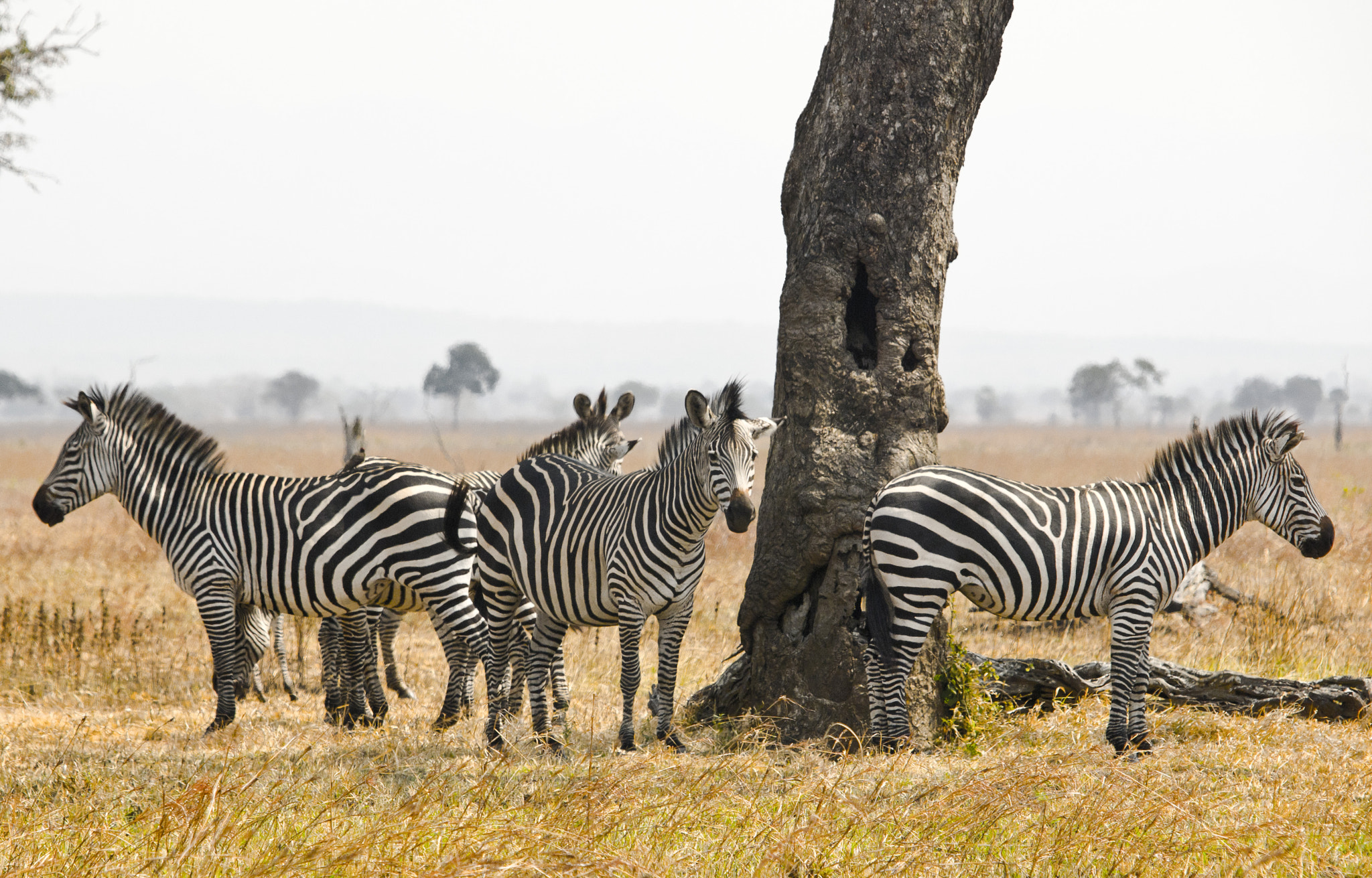 Olympus E-5 sample photo. Zebras in tanzania national park photography