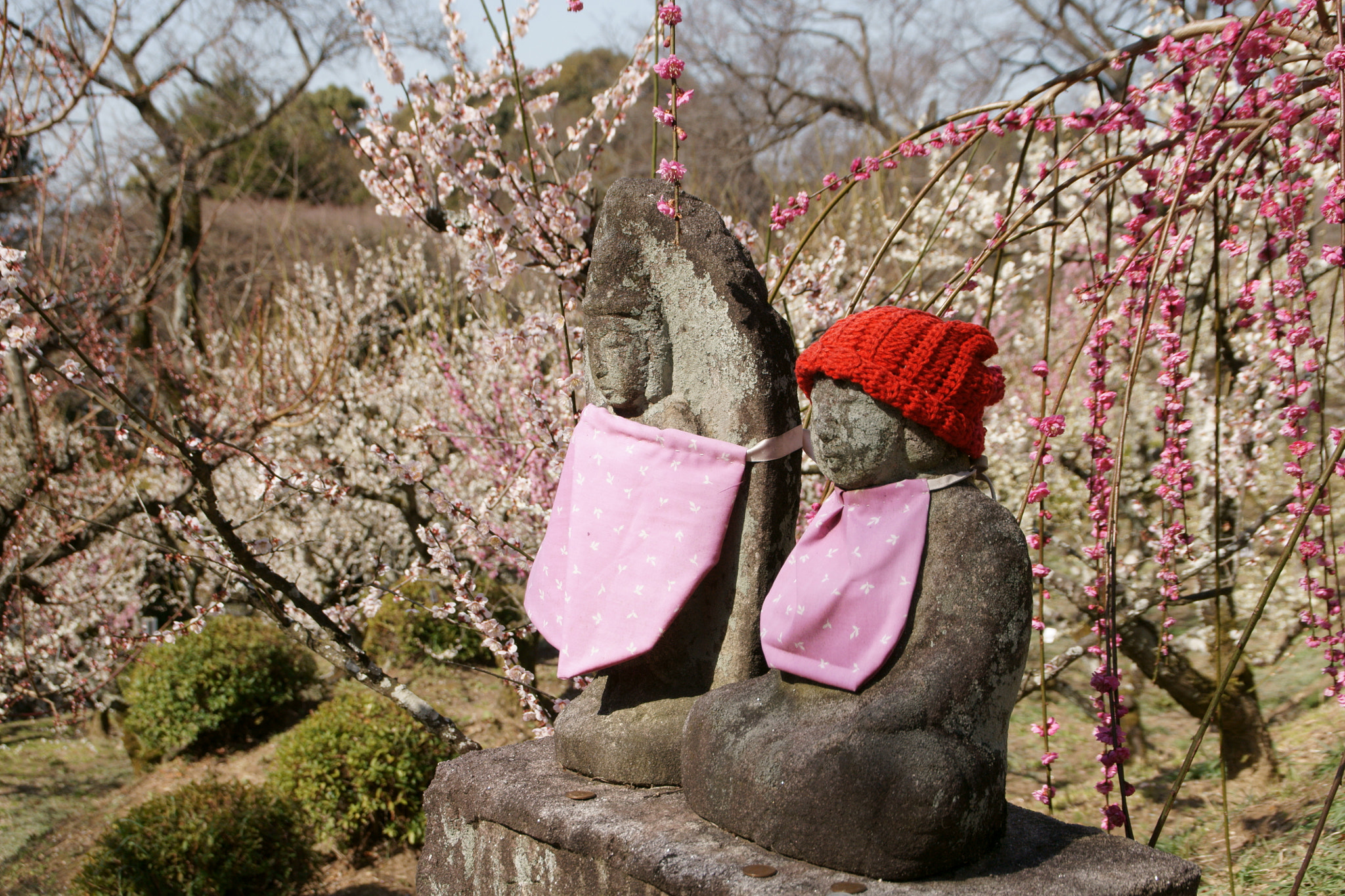 Sony DT 18-200mm F3.5-6.3 sample photo. 今年も春が来ました photography