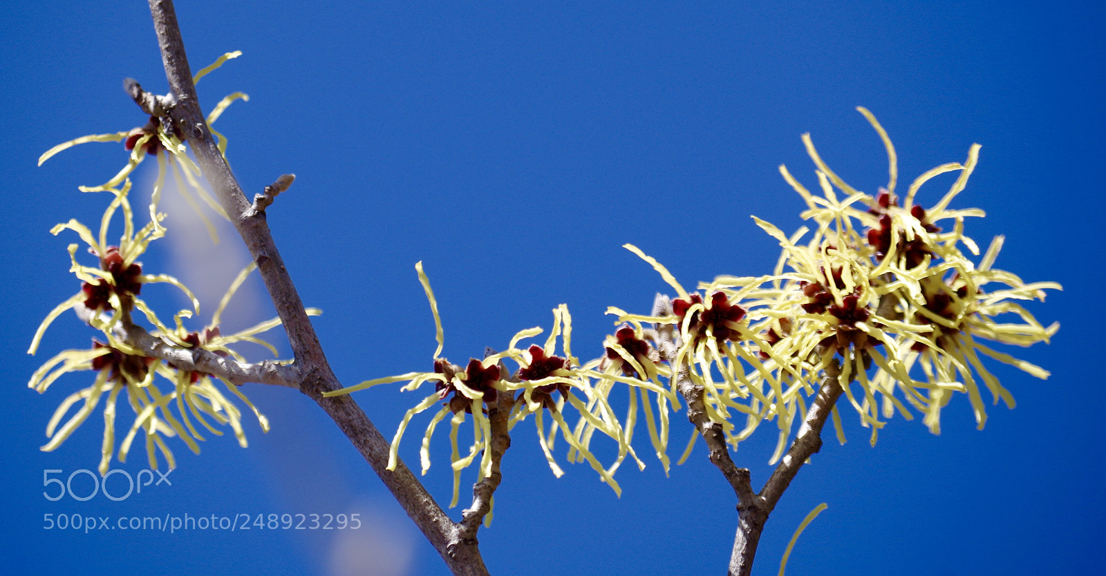 Pentax K-50 sample photo. 大好き。マンサクの花 photography