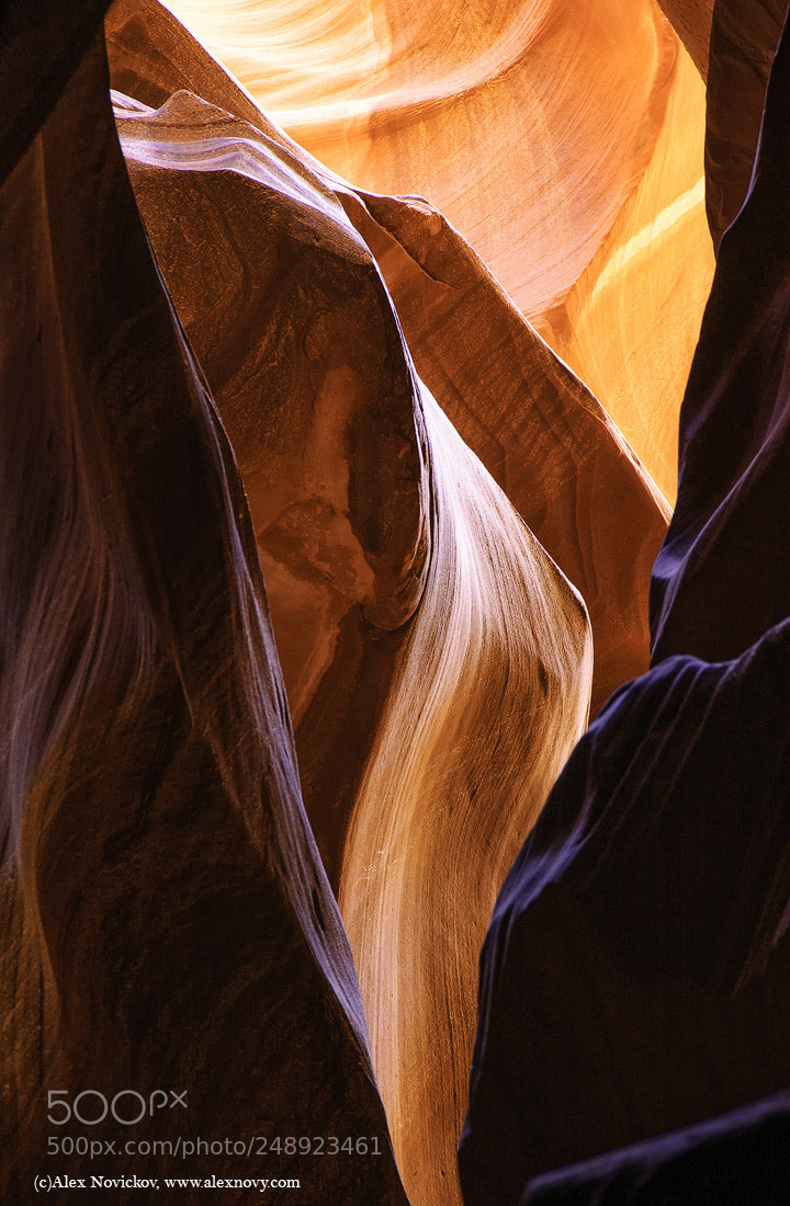Nikon D50 sample photo. A flower of stone photography