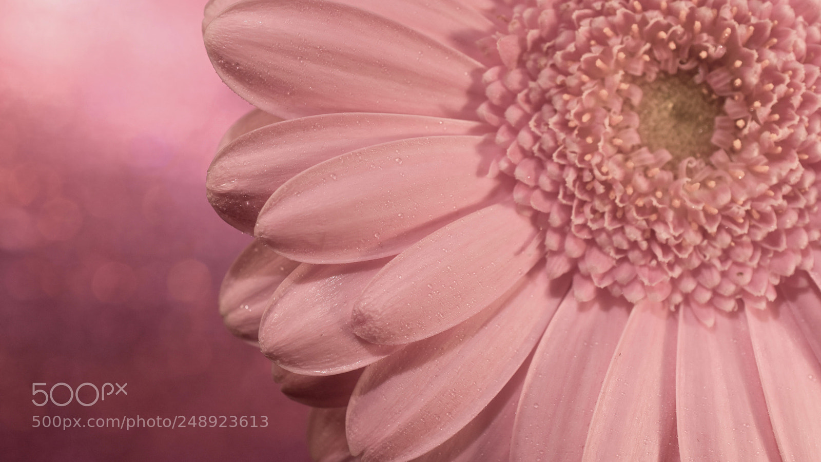 Nikon D5600 sample photo. Cotton candy photography