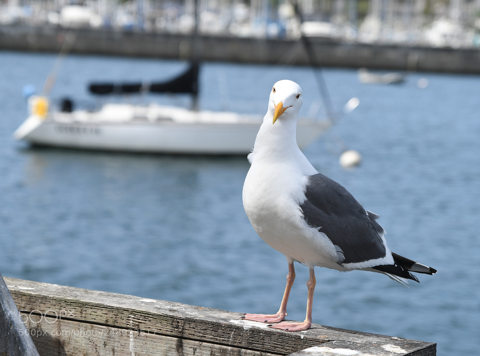 Nikon D500 sample photo. What do you want? photography