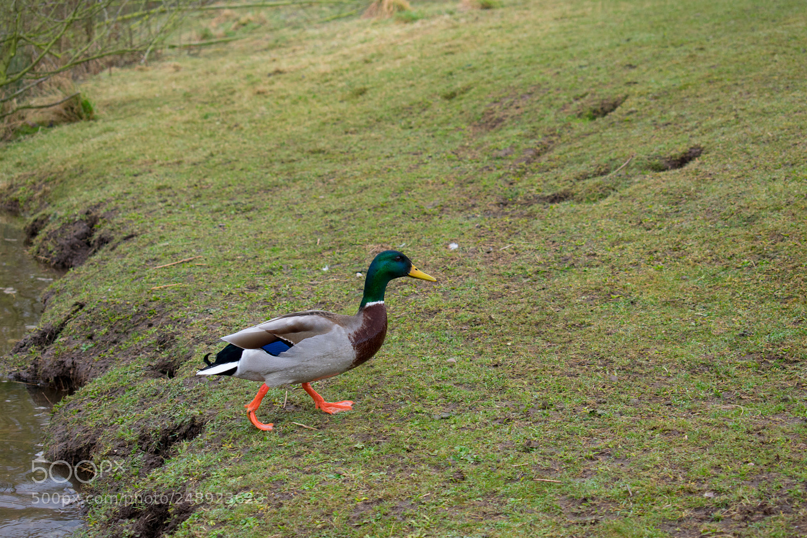 Nikon D3400 sample photo. Walking duck photography