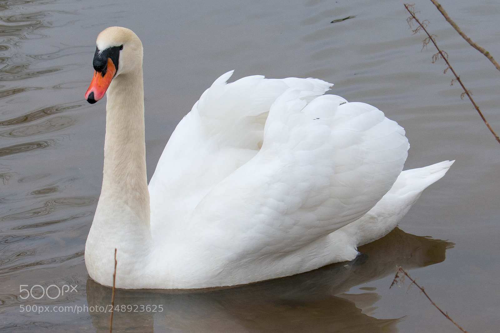 Nikon D3400 sample photo. Lovely swan photography