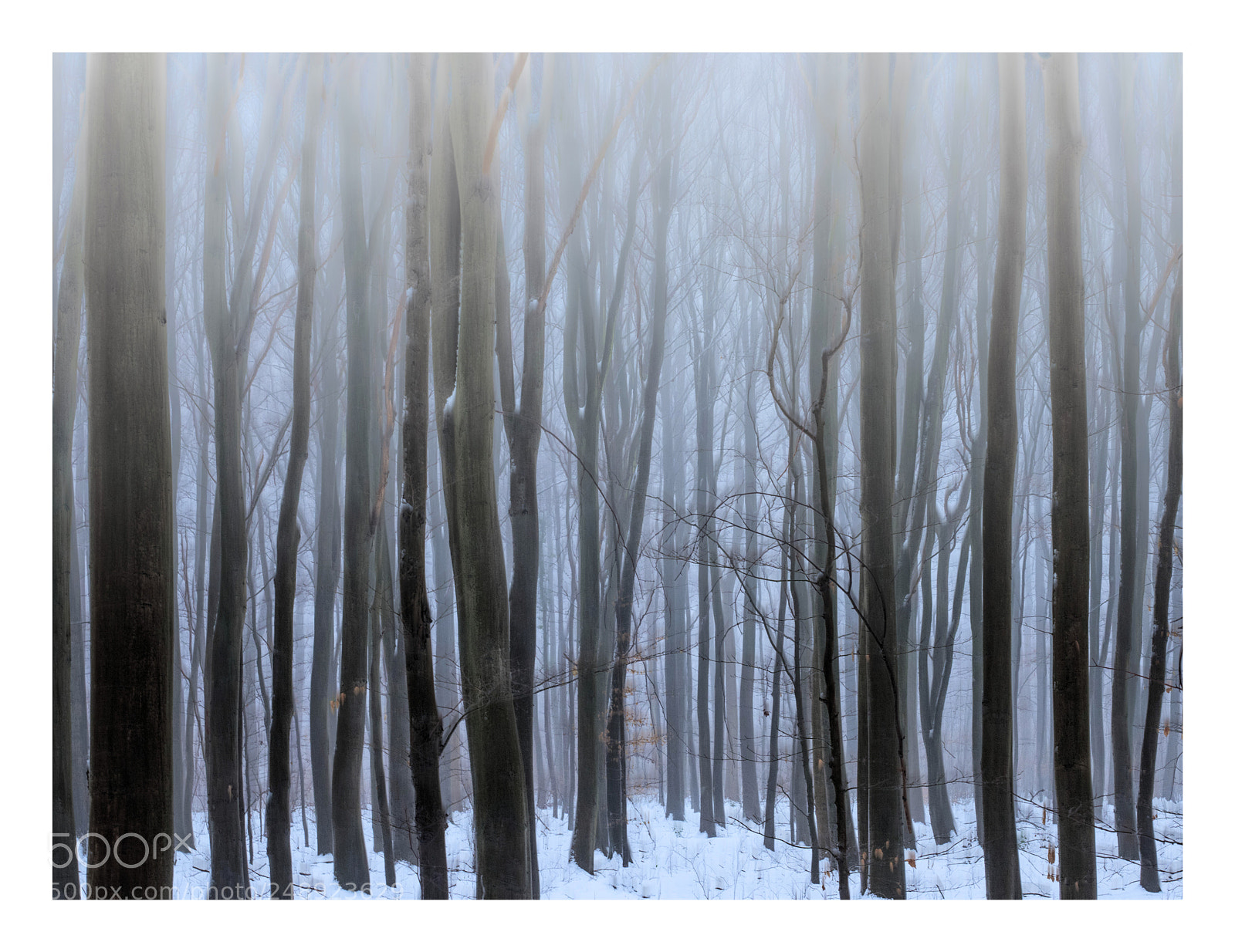 Panasonic Lumix DMC-GX8 sample photo. Riisskov photography