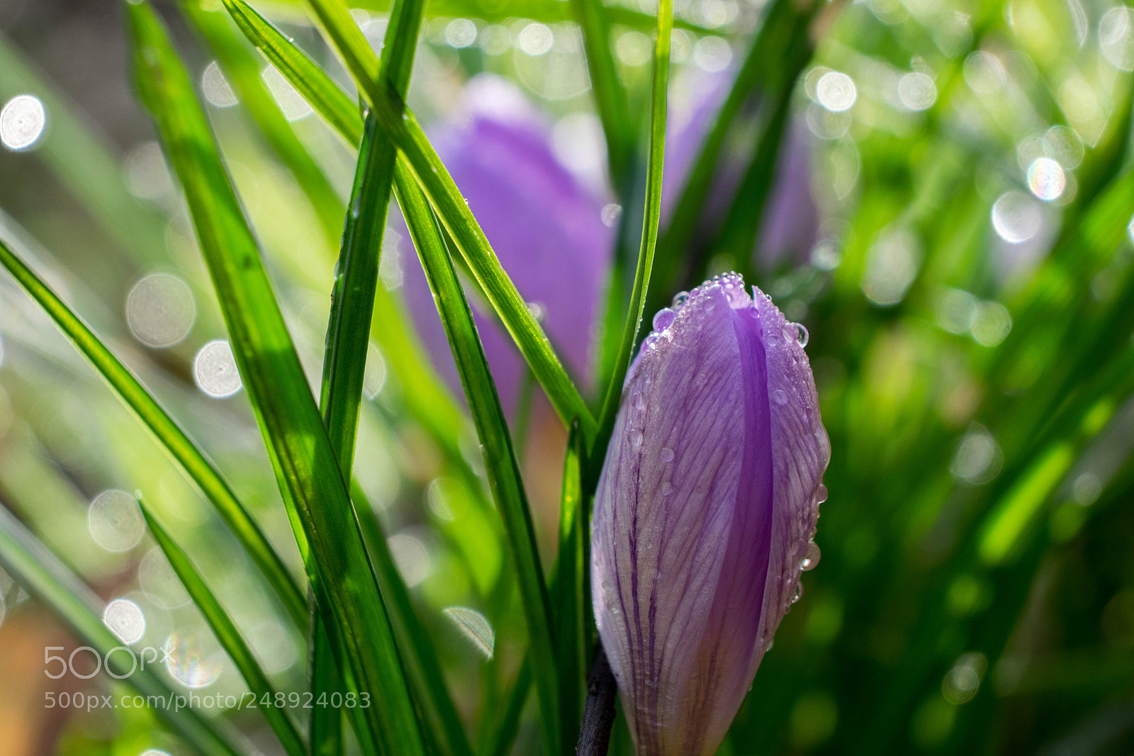 Fujifilm X-T10 sample photo. Frühling photography