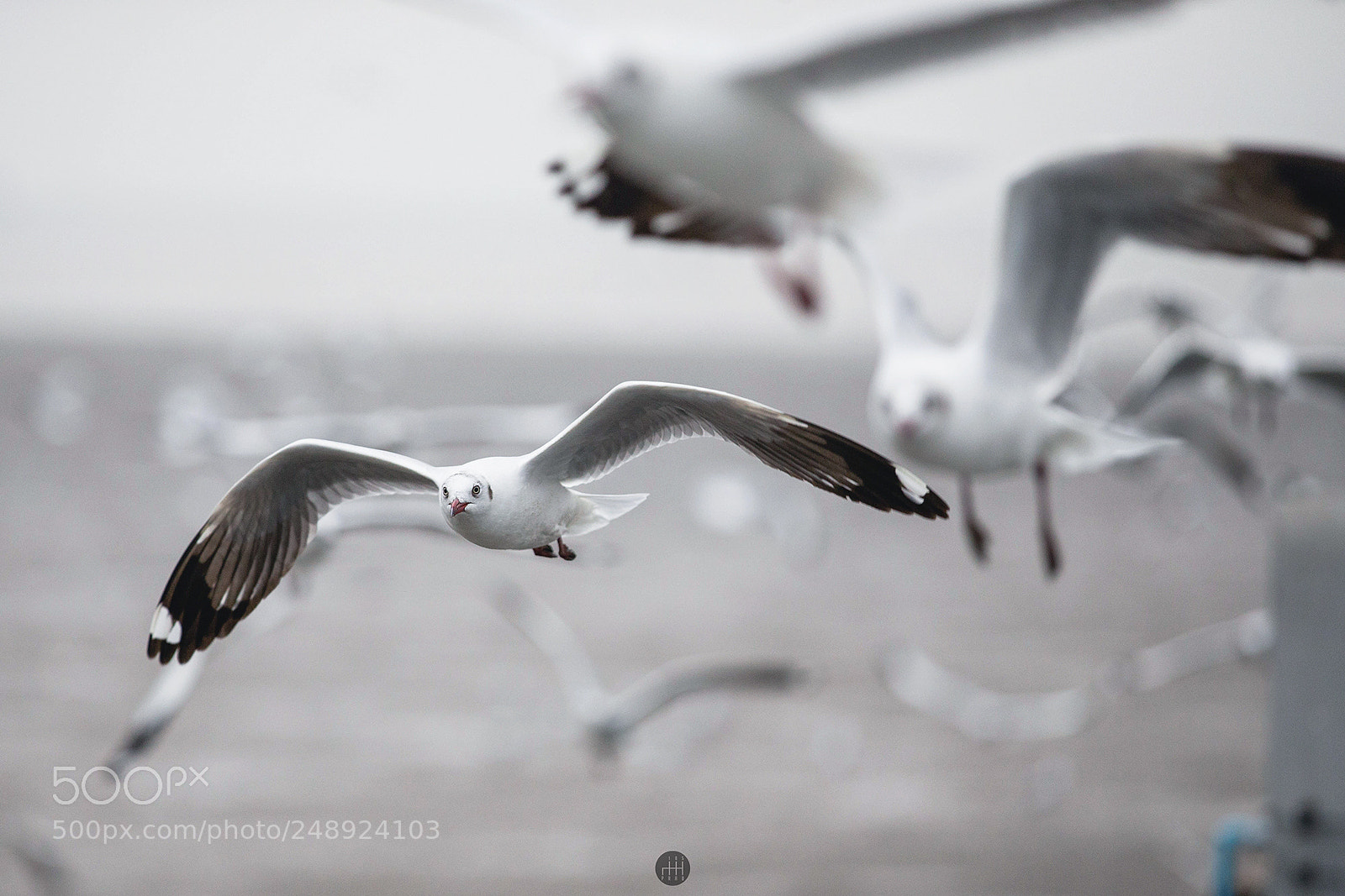 Canon EOS-1D X sample photo. Seagull at bangpu, thailand photography