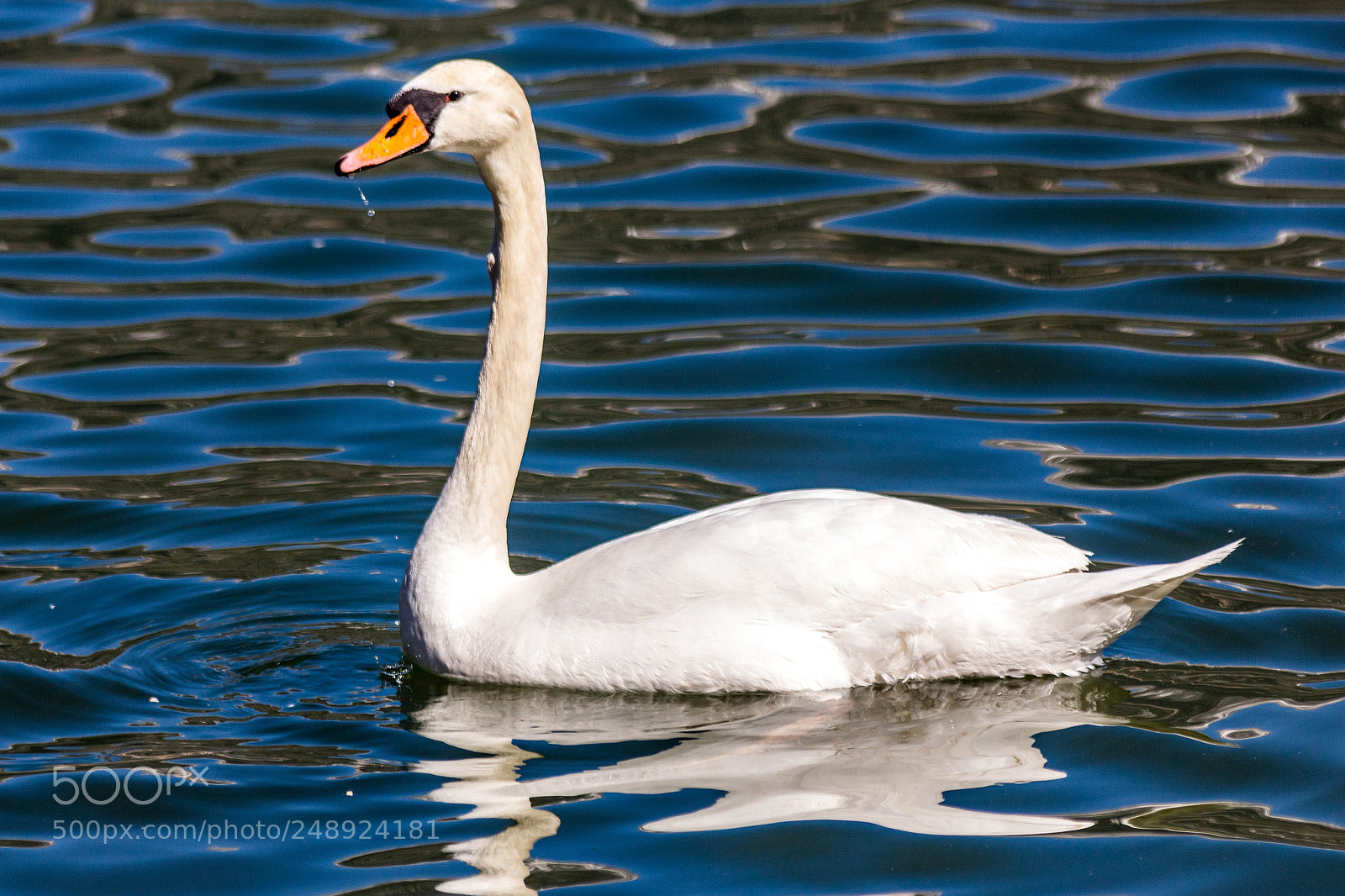 Canon EOS 700D (EOS Rebel T5i / EOS Kiss X7i) sample photo. The ugly duckling. photography