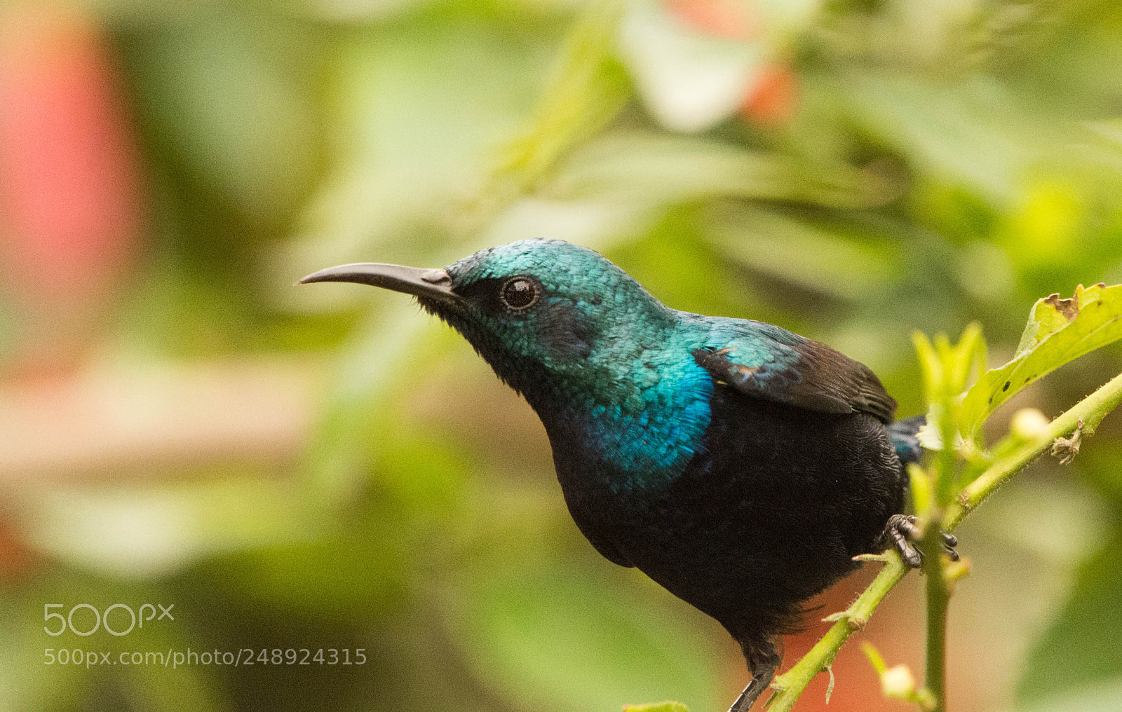 Nikon D7100 sample photo. Purpple sunbird photography