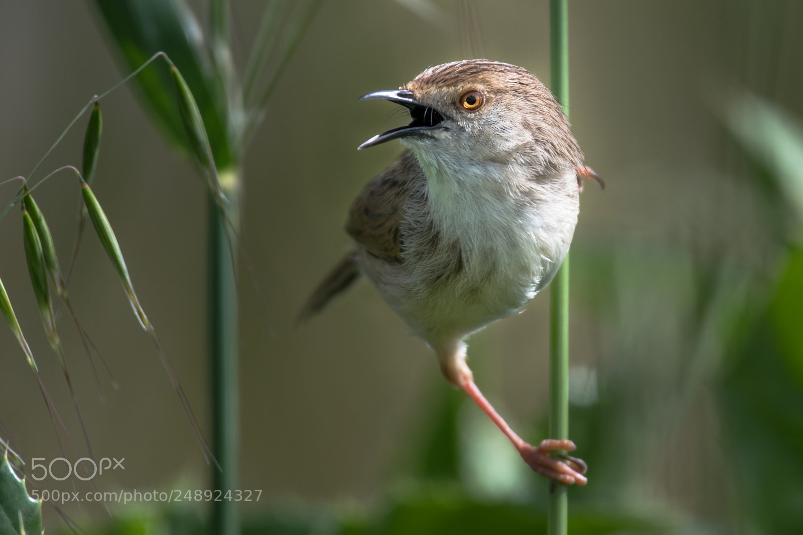 Nikon D500 sample photo. Graceful prinia photography
