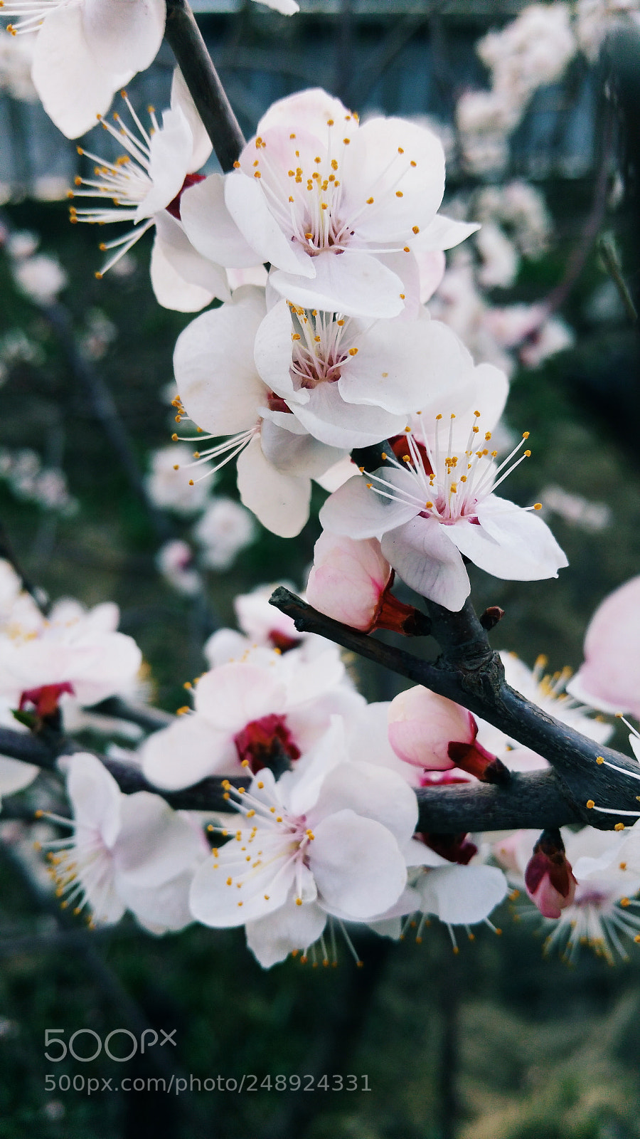 Samsung Galaxy S5 sample photo. Sakura photography