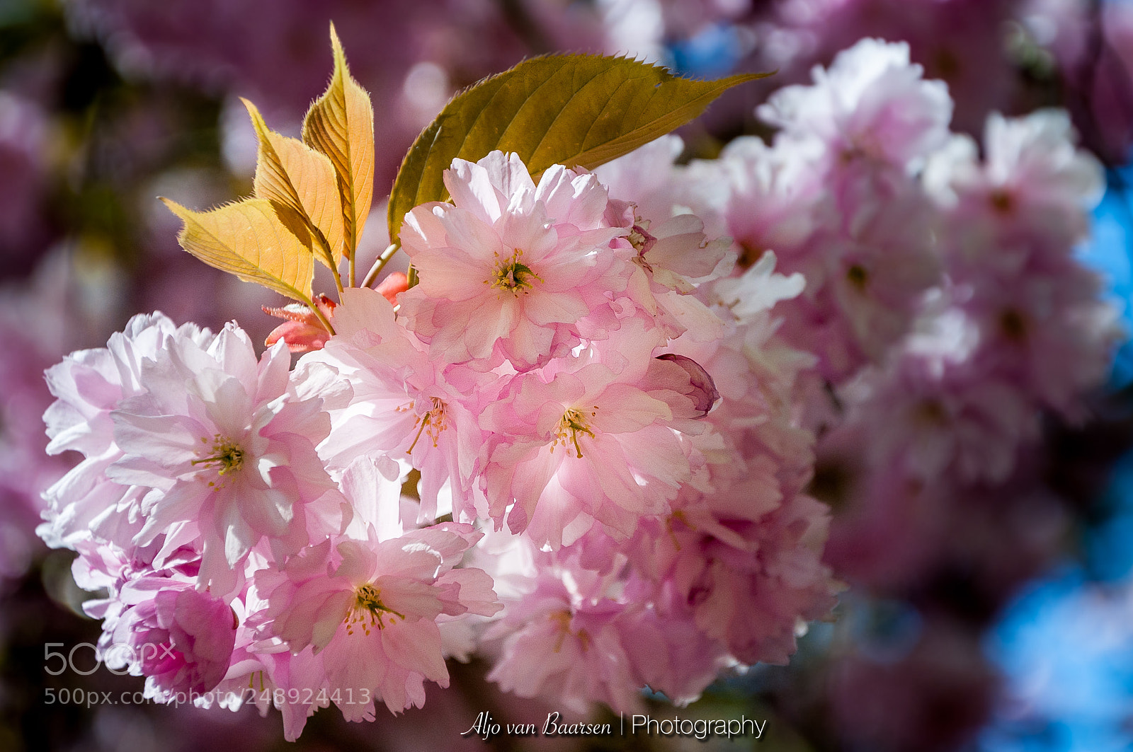 Nikon D90 sample photo. Pink blossom photography