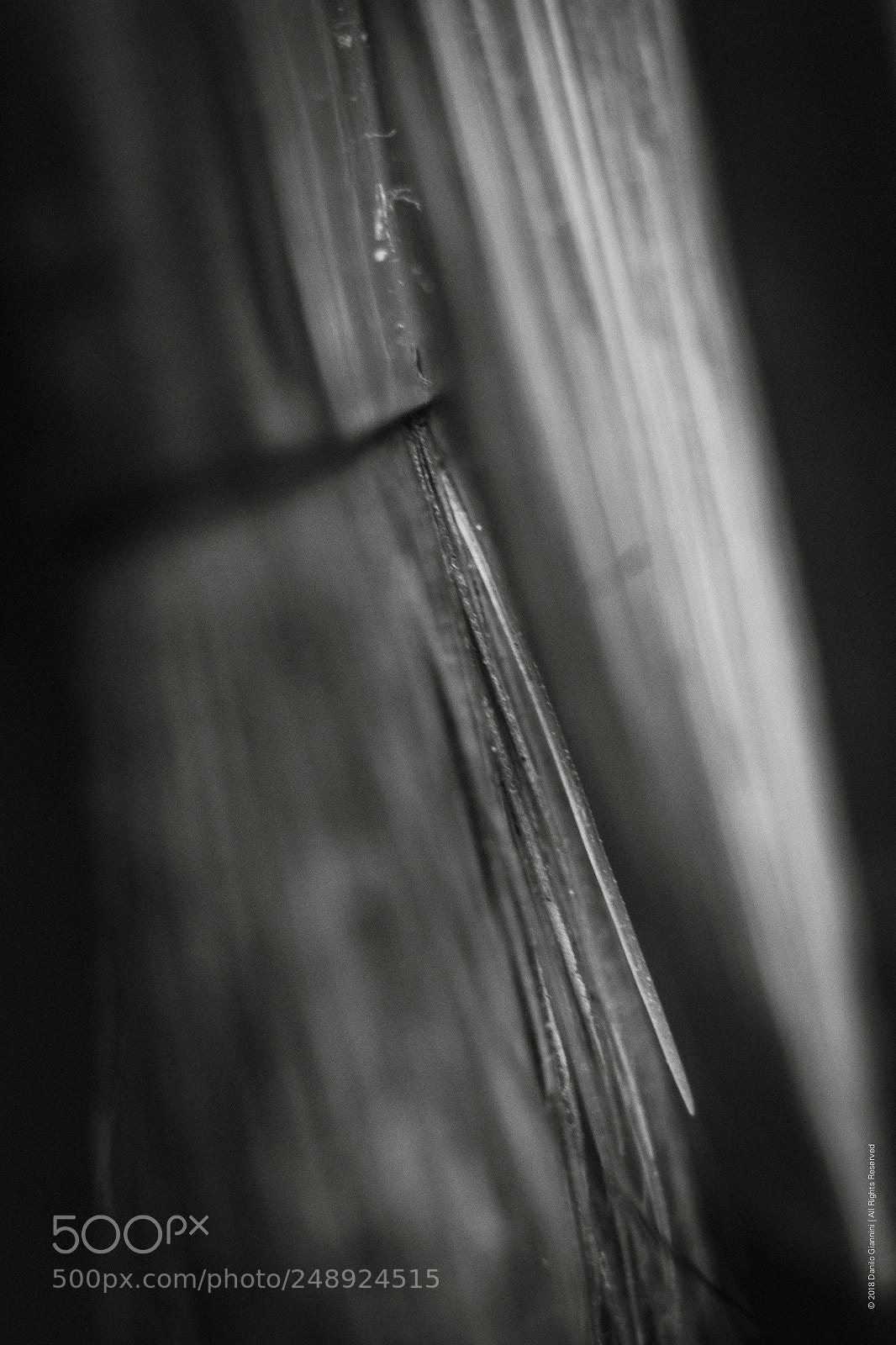 Fujifilm X-Pro2 sample photo. Brush photography
