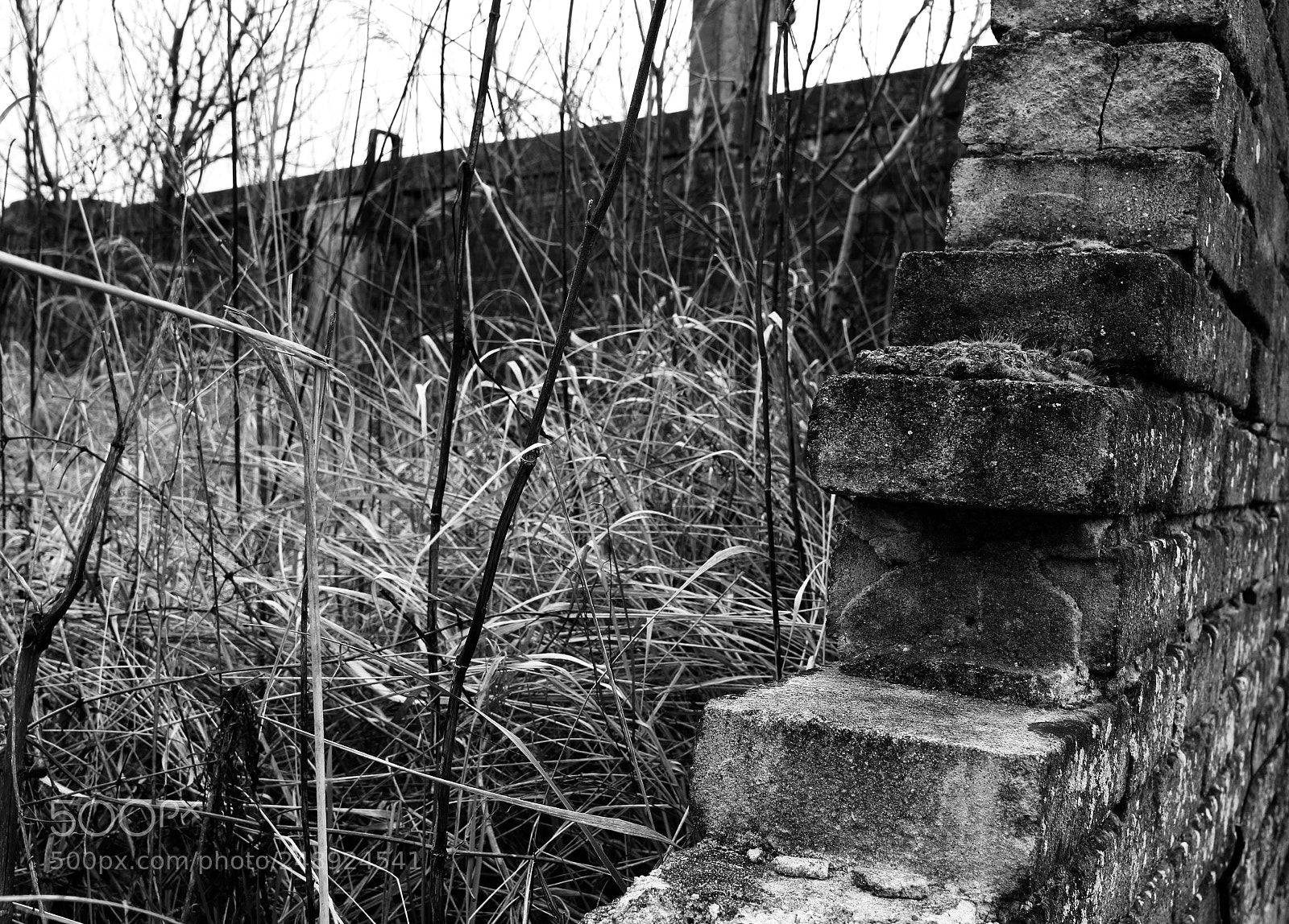 Canon EOS 100D (EOS Rebel SL1 / EOS Kiss X7) sample photo. Urban nature photography