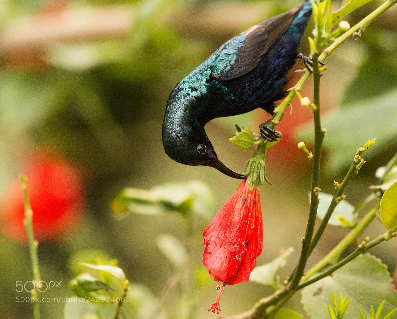 Nikon D7100 sample photo. Purpple sunbird photography