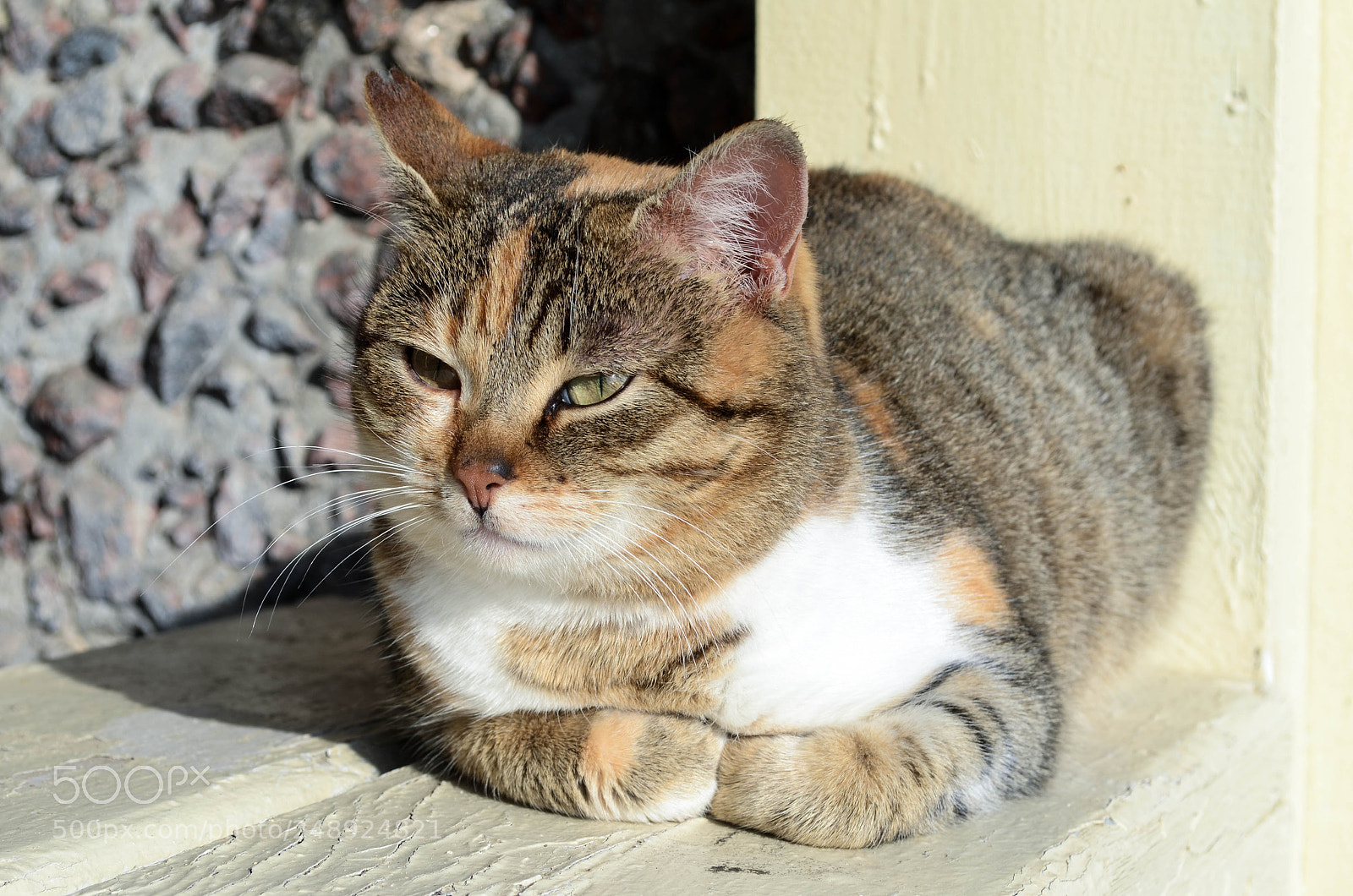 Nikon D5100 sample photo. Cat from odessa photography