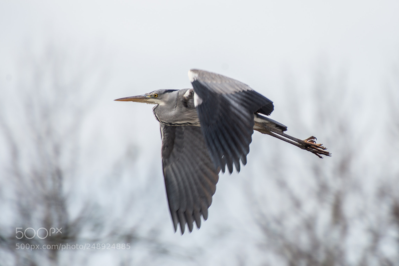 Nikon D800 sample photo. Heron flyby photography