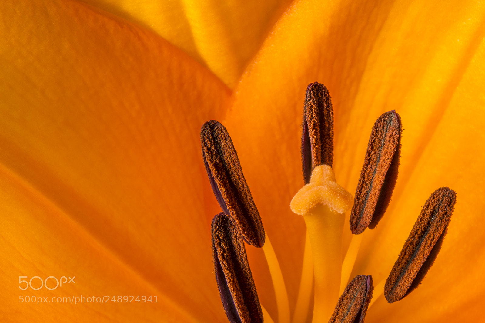 Nikon D5200 sample photo. Orange lily flower photography