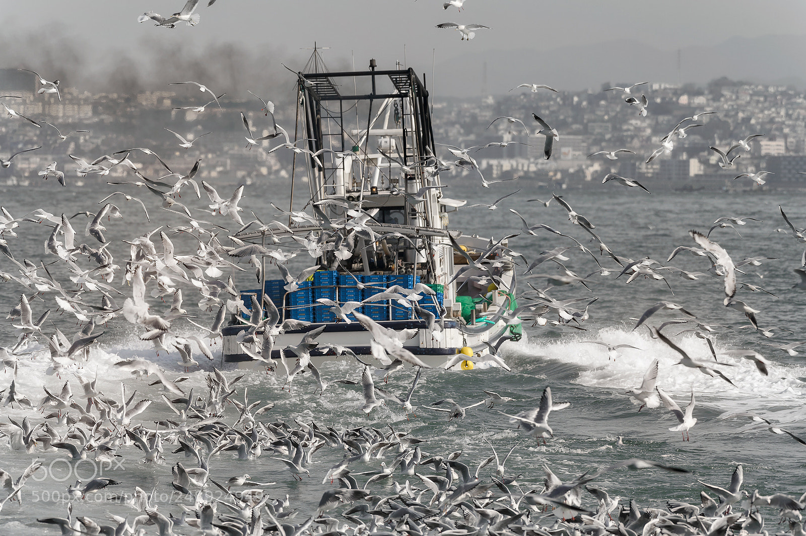 Nikon D4S sample photo. Ikanago fishery photography