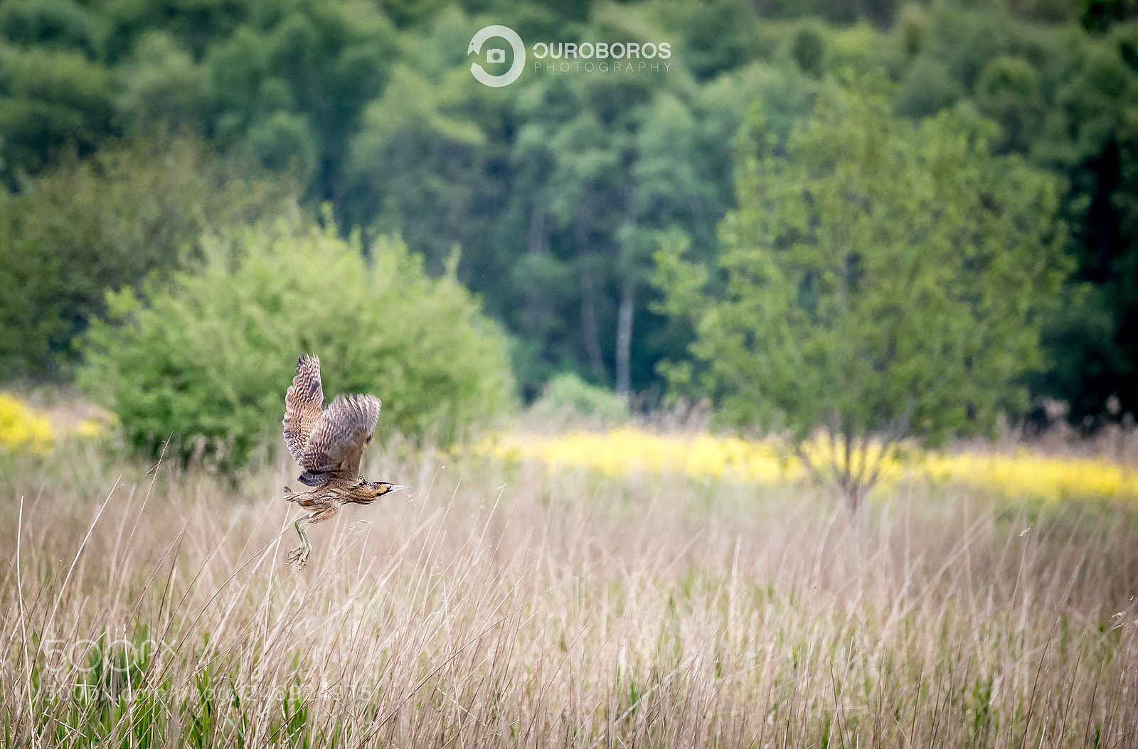 Canon EOS 5D Mark IV sample photo. Bittern (botaurus stellaris) photography