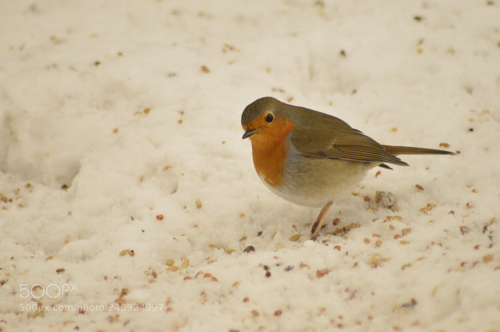 Nikon D3200 sample photo. Robin in the snow photography