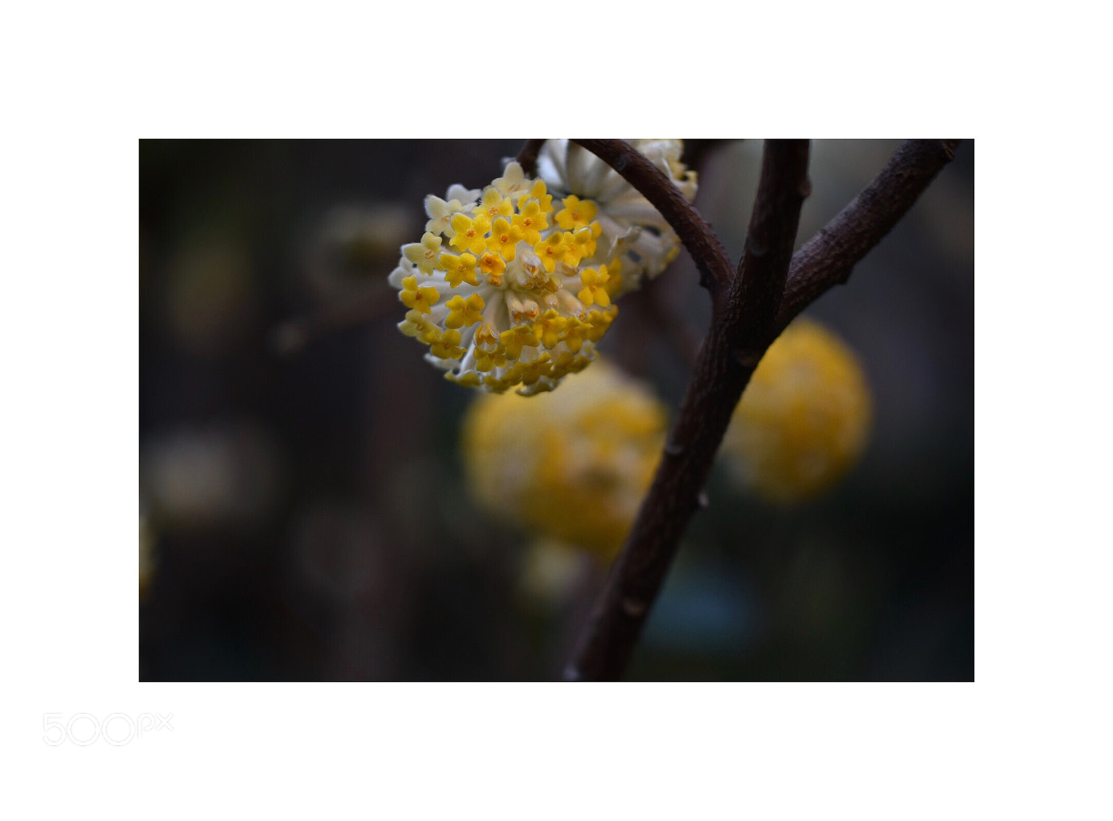 Nikon D5500 sample photo. Spring blooms 6 photography