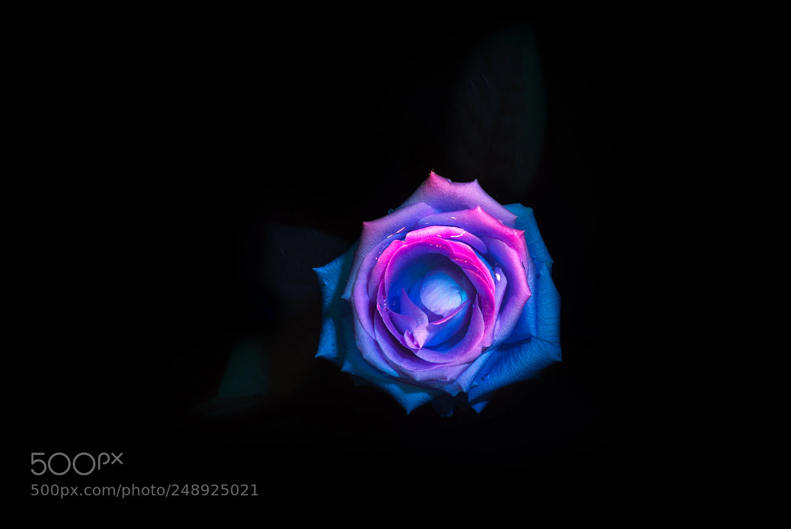 Nikon D610 sample photo. Submerged iii photography
