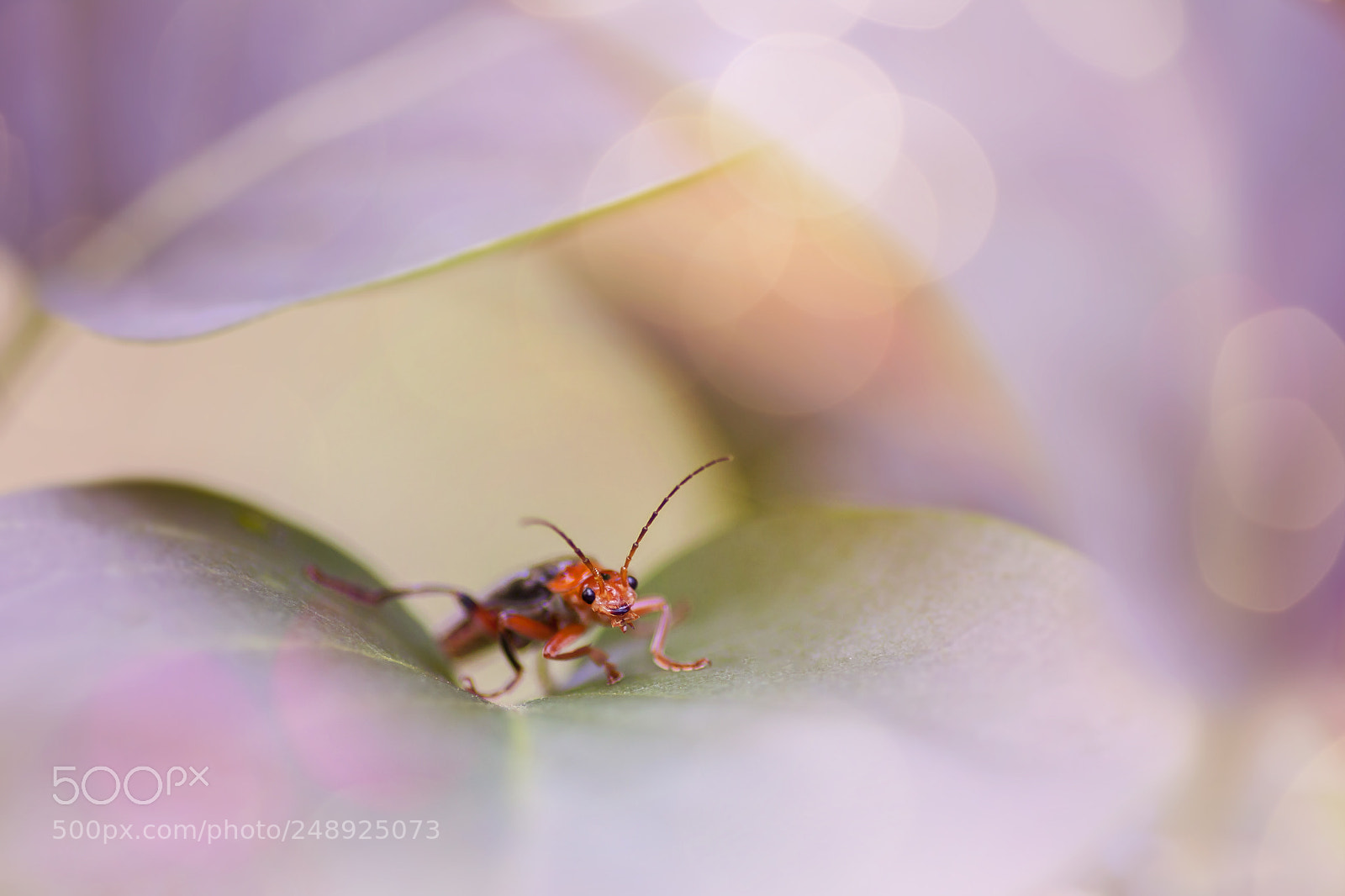 Canon EOS 50D sample photo. A bug photography