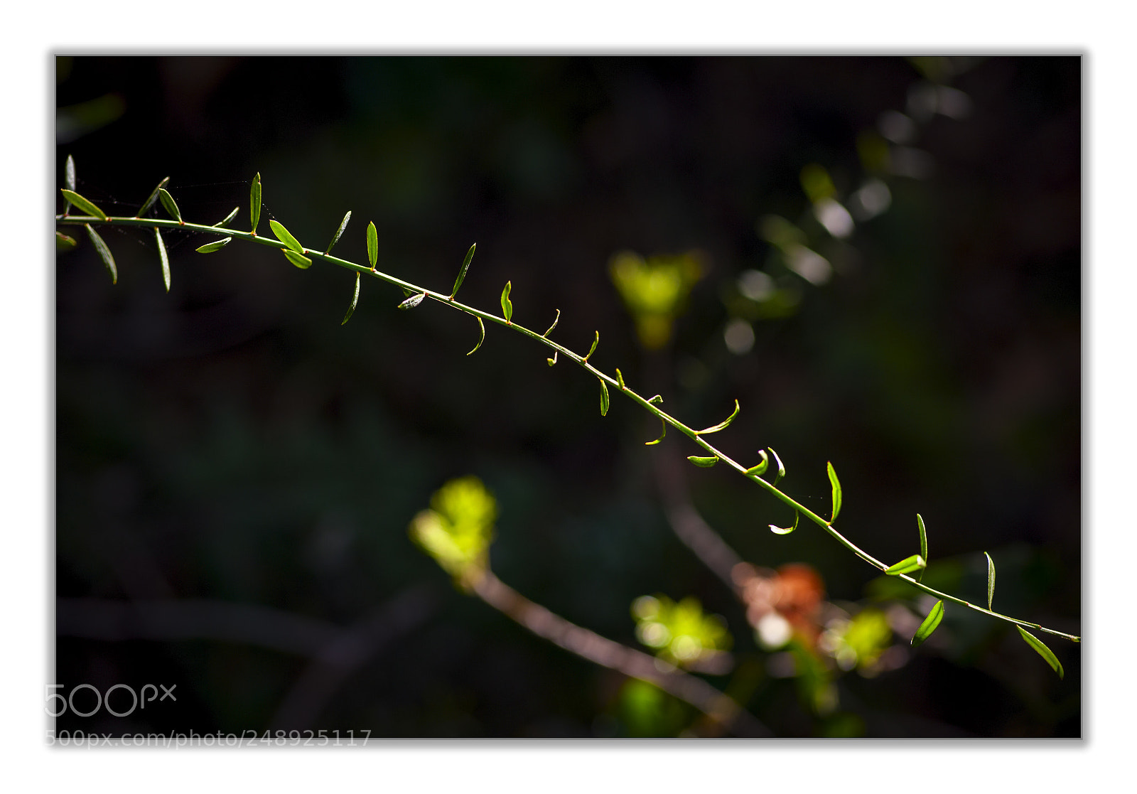 Nikon D700 sample photo. S photography