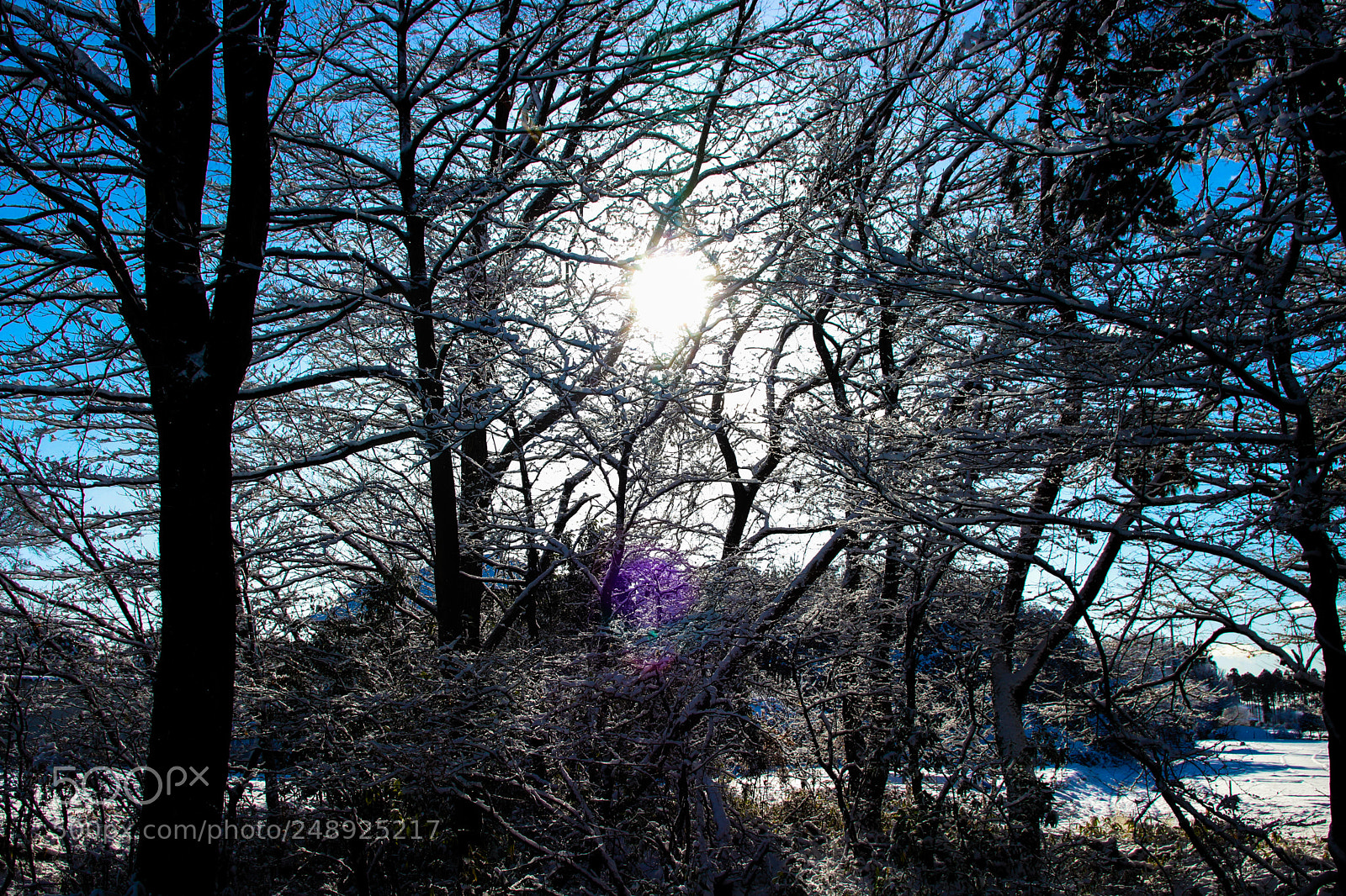 Canon EOS 80D sample photo. Winter sun photography