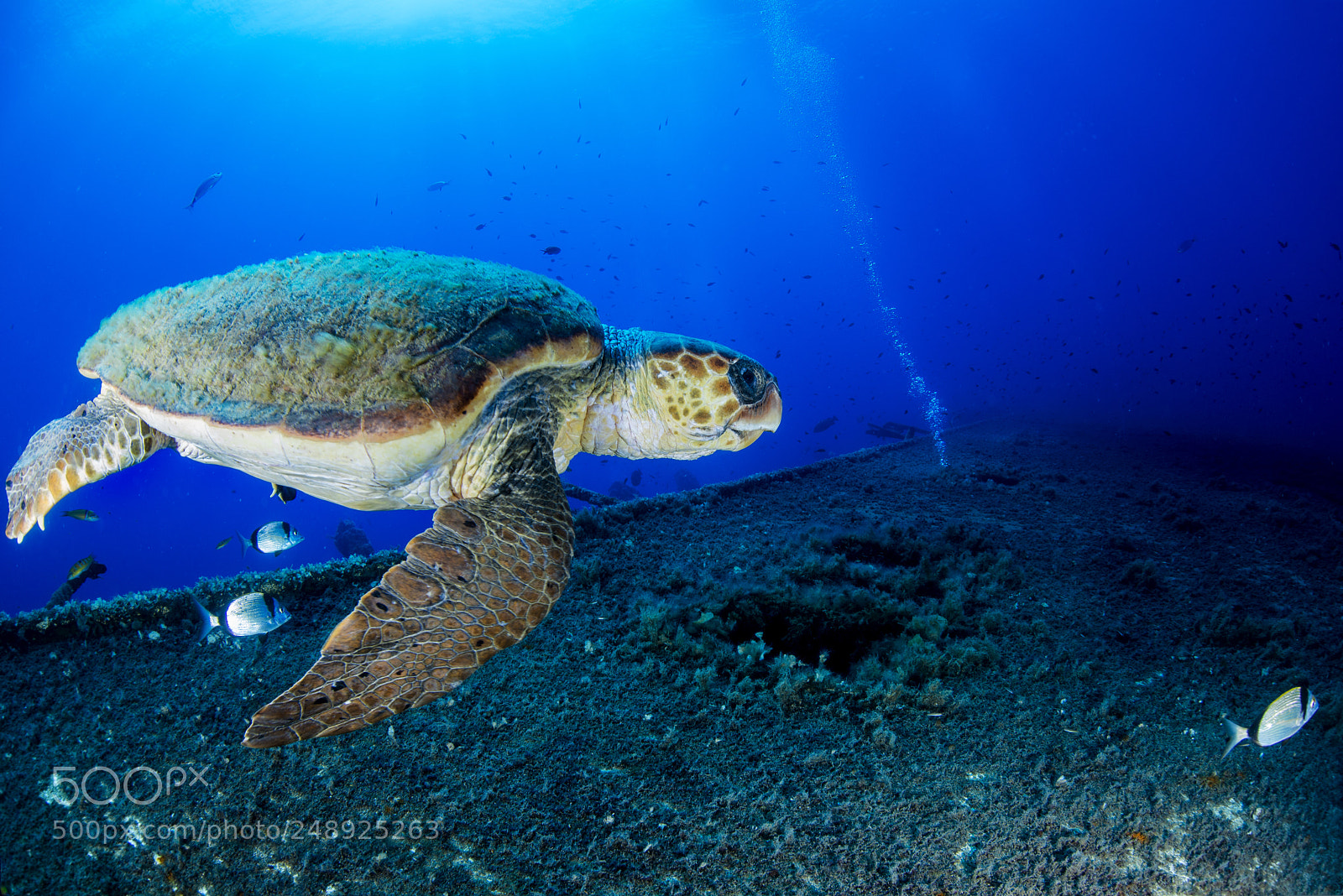 Nikon D800E sample photo. Turtle fly photography