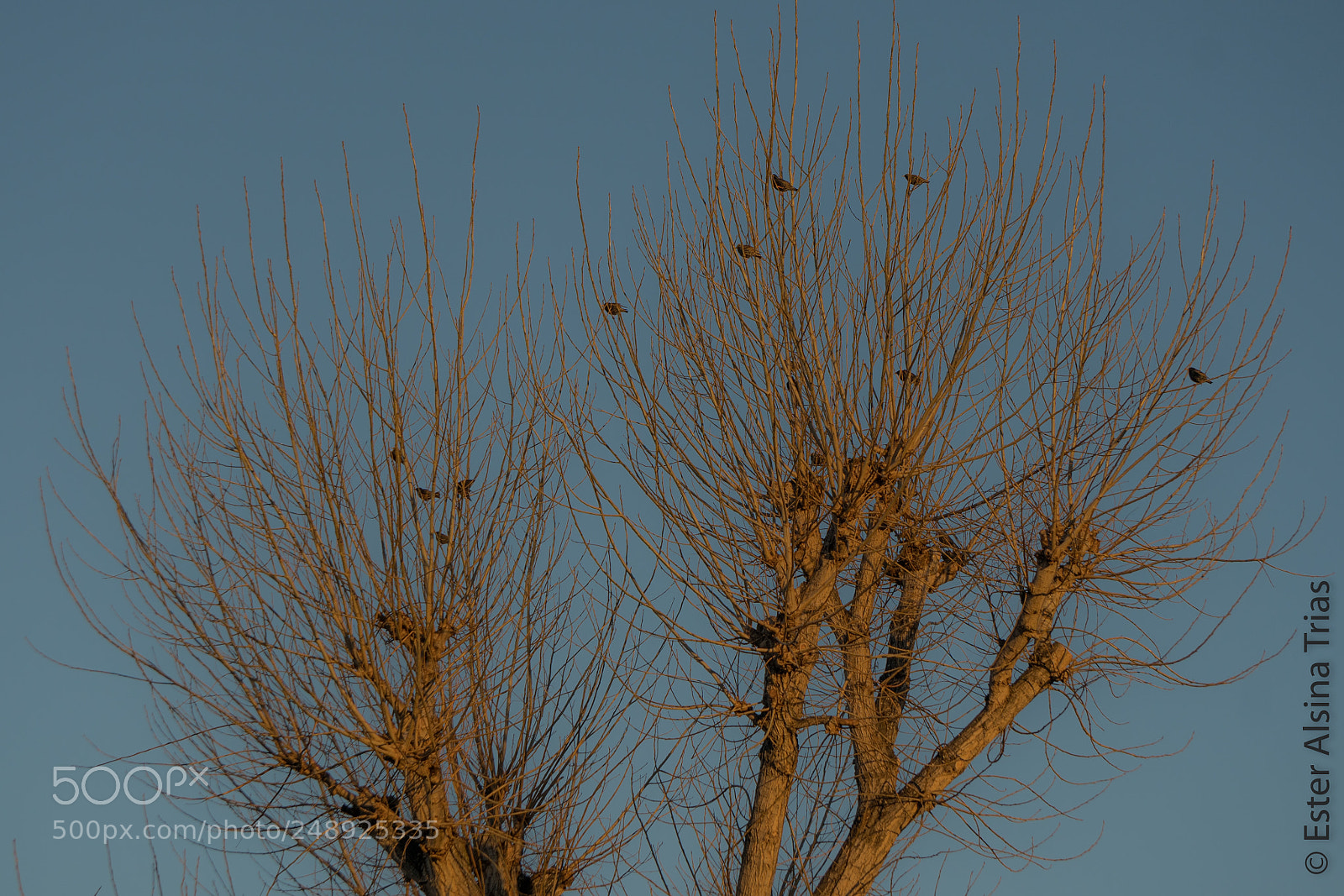 Sony a7R II sample photo. Arbol con pajaritos photography