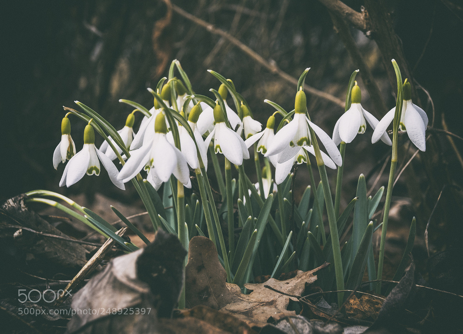 Nikon D500 sample photo. Galanthus photography